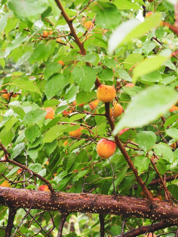 Prunus mandshurica