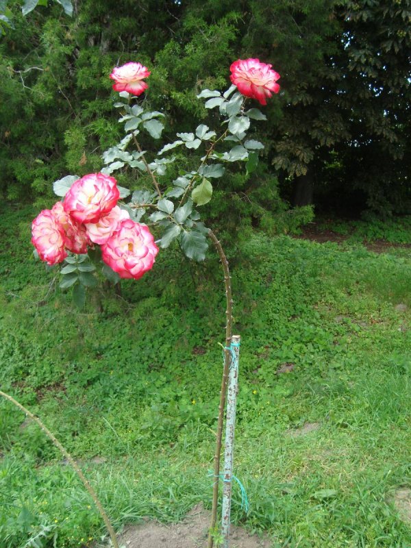 Rosengräfin Marie Henriette роза штамб