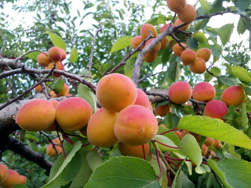 Абрикос маньчжурский – armeniaca mandshurica (Maxim.) B. Skvortz.