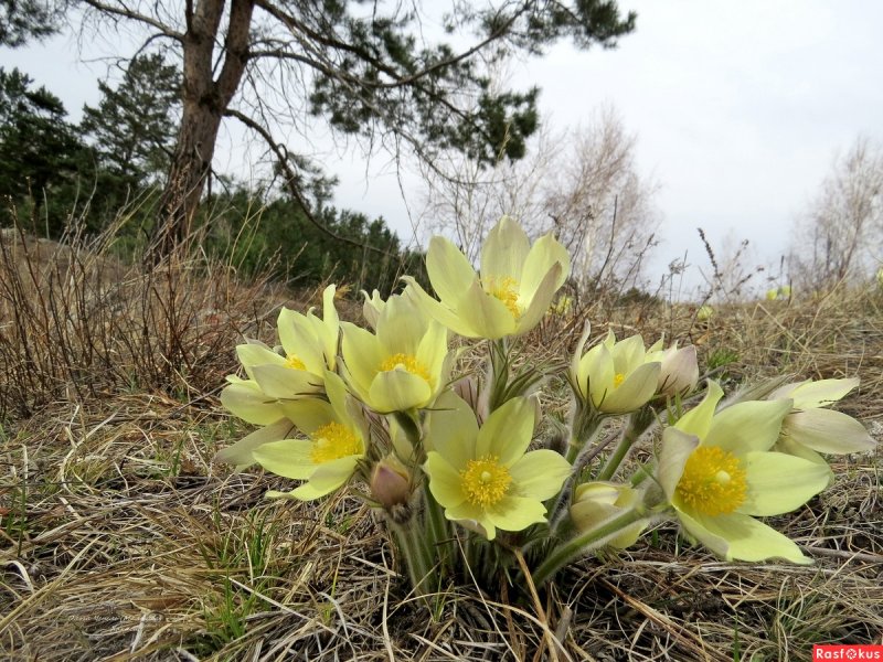 Прострел желтеющий Pulsatilla flavescens
