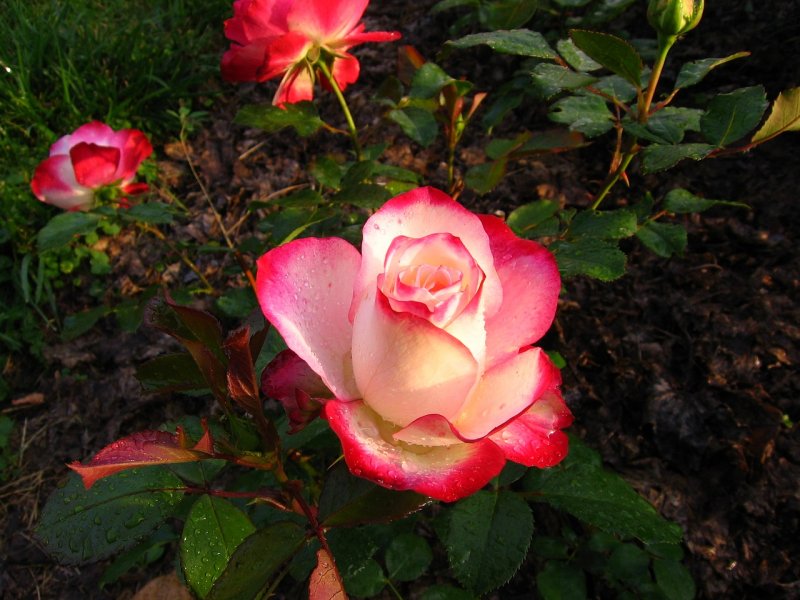 Four-Leafed Rose