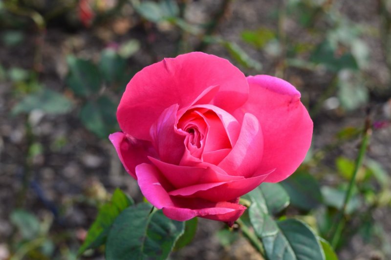 Rosa (h) 'John Cabot'