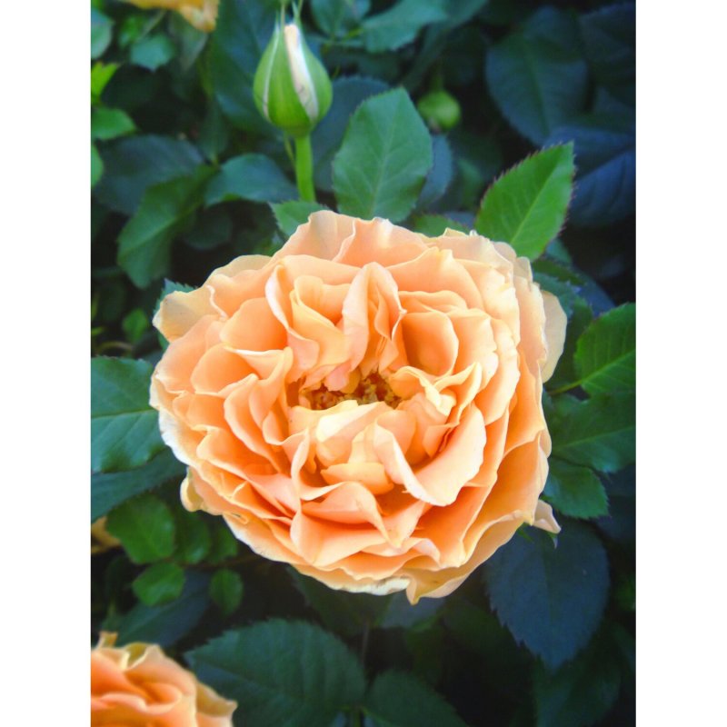 Rosa wichuraiana