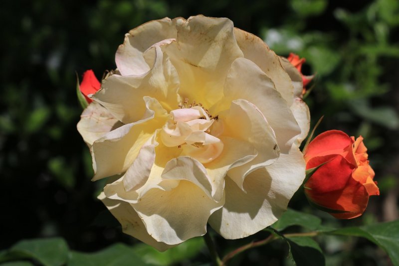 Vienna Rose роза