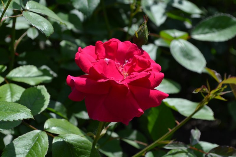 L'Ami des Jardins роза