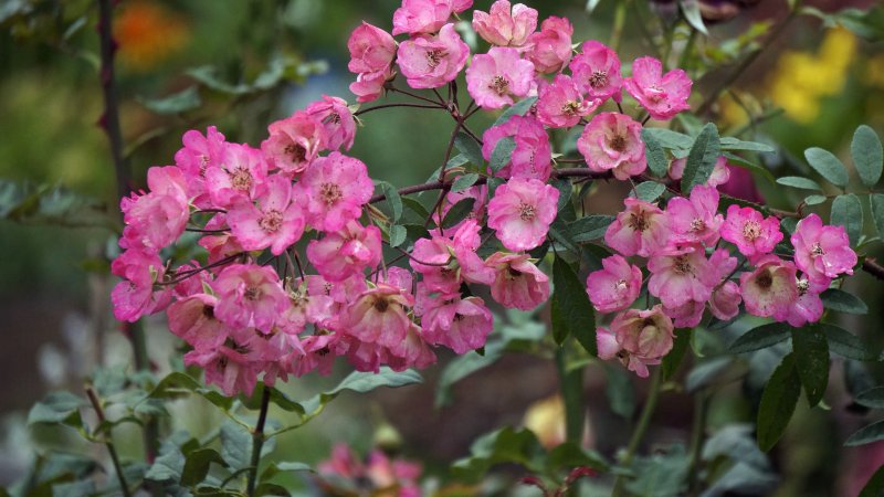 Rosa (роза) Bad Birnbach