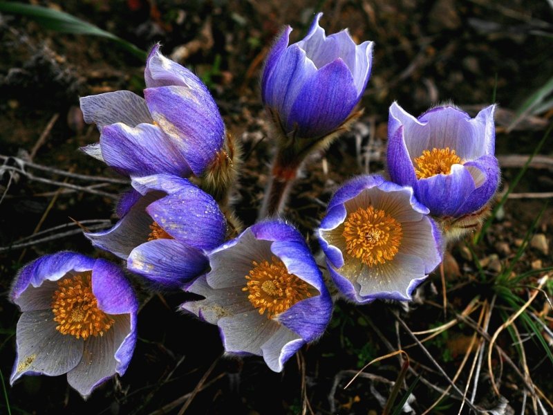 Прострел Pulsatilla