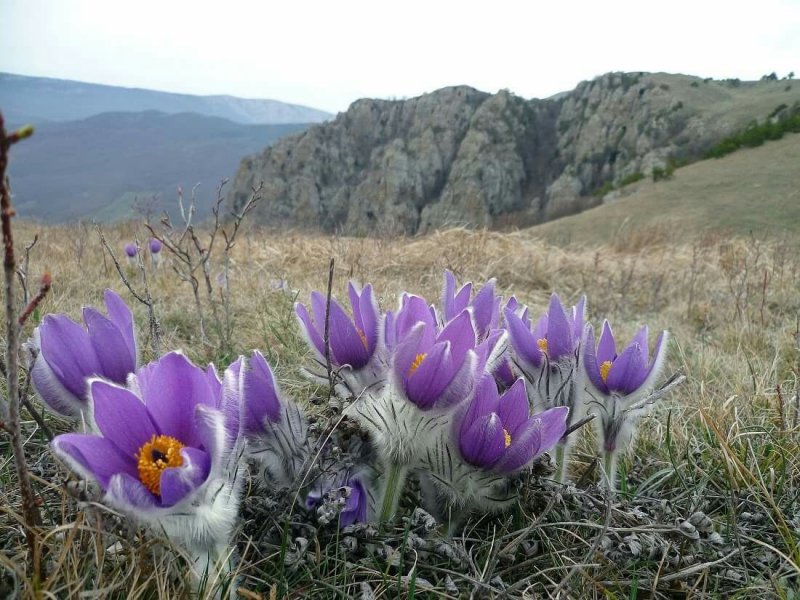Подснежник Сибирский прострел