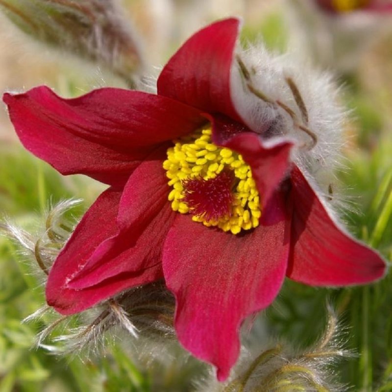 Прострел обыкновенный (Pulsatilla vulgaris `Blue Violet`)