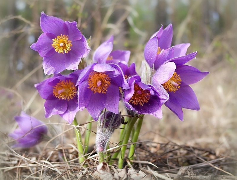 Прострел обыкновенный Bells Violet