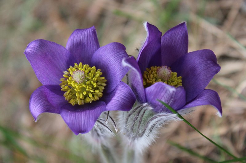 Прострел обыкновенный Pulsatilla vulgaris rubra