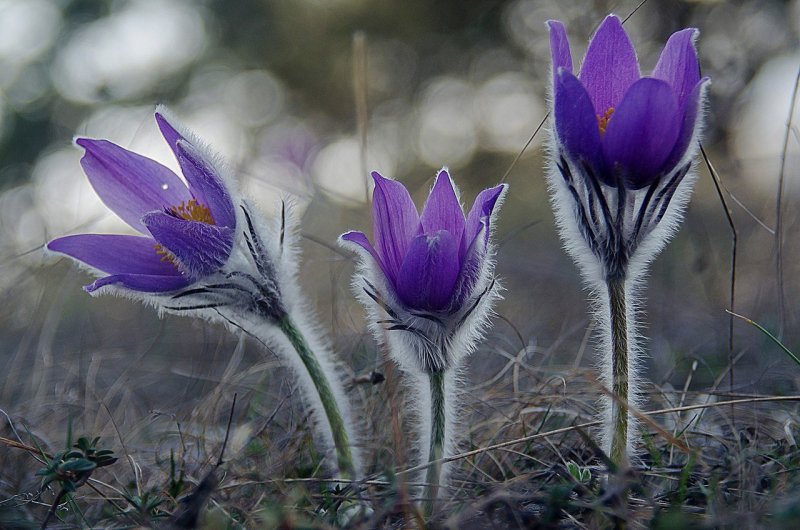 Прострел обыкновенный (Pulsatilla vulgaris `Dark Red`)