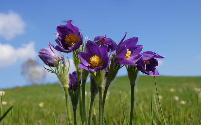 Pulsatilla Koreana