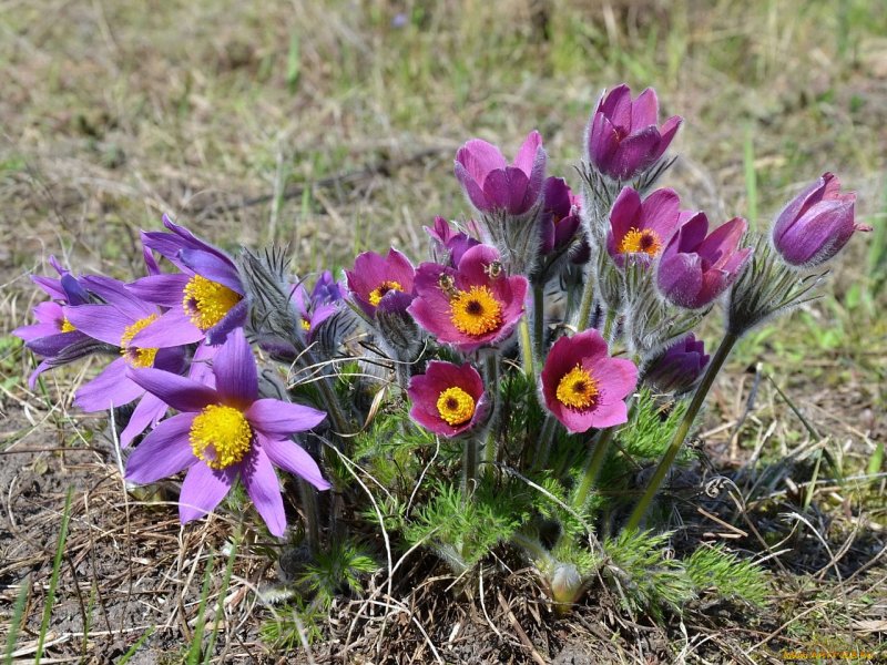 Pulsatilla Пульсатилла