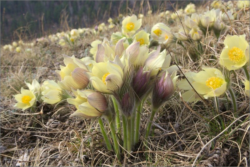 Прострел Луговой (сон-трава).