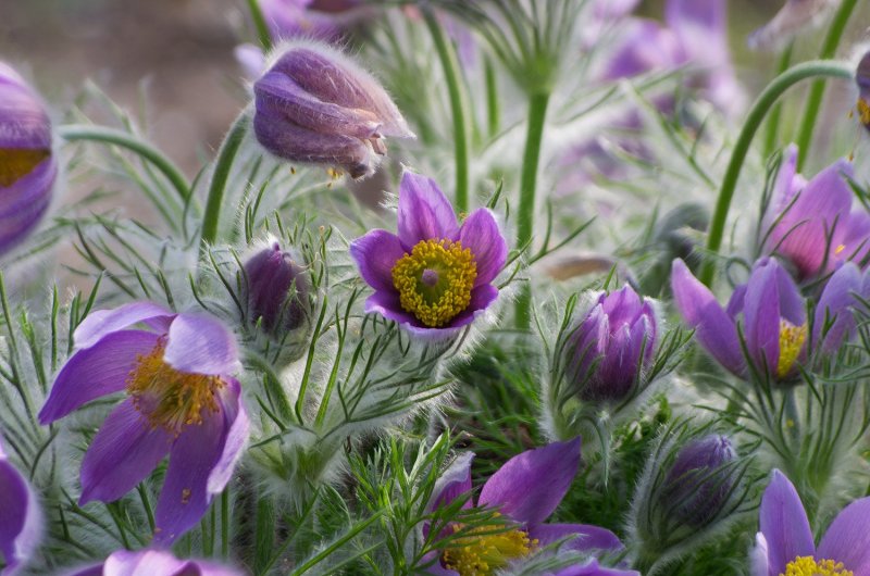Pulsatilla Patens - прострел раскрытый