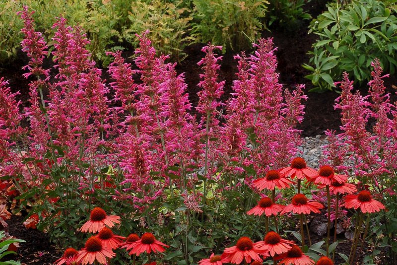 Лофант Agastache Velvet Crush