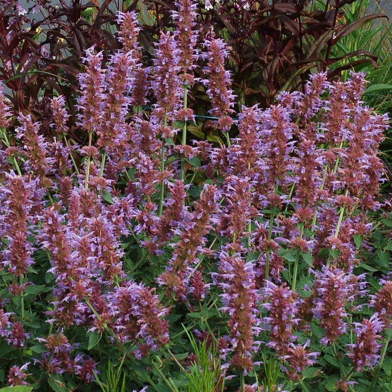 Лофант Agastache Black Adder