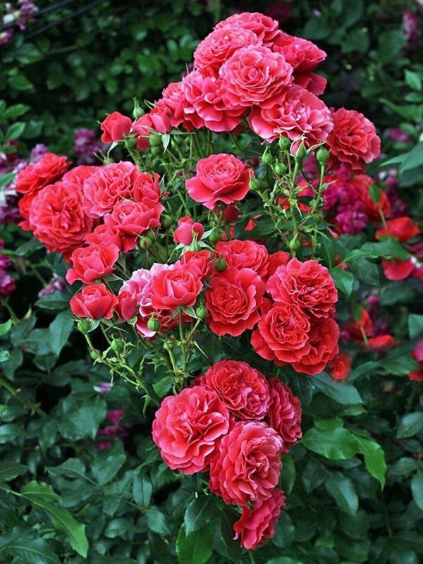 Роза floribunda