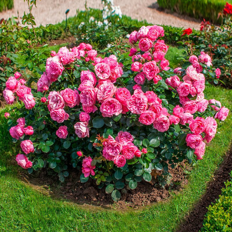 Роза флорибунда куст (72 фото)