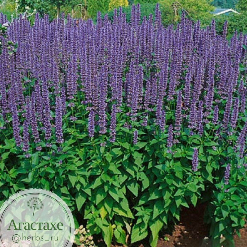 Лофант Agastache Morello