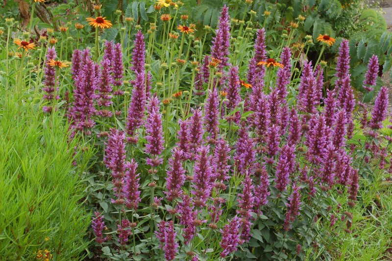 Agastache aurantiaca