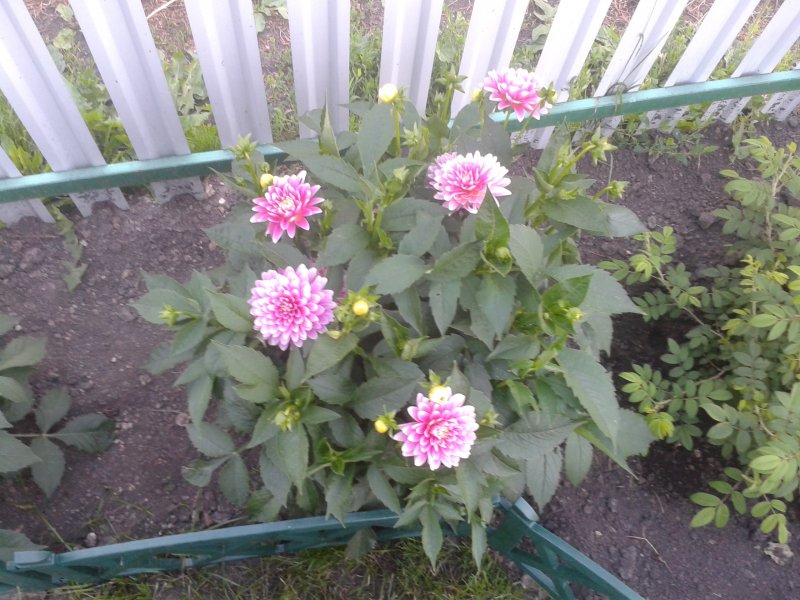 Георгины многолетние низкорослые