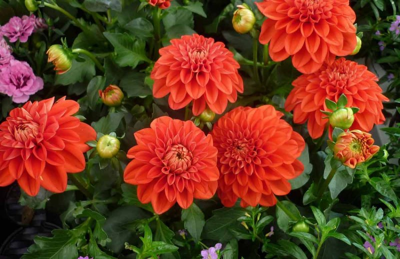 Георгина Блюсетт Dahlia Bluesette,