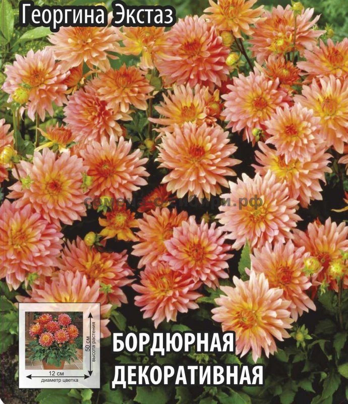 Летний георгины бордюрные