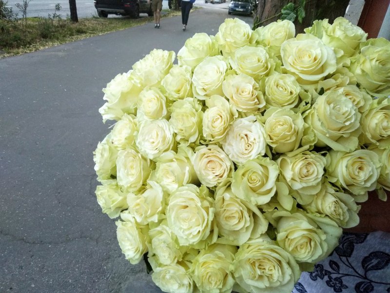 Роза Эквадор Мондиаль