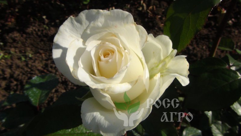 Роза Эквадор Мондиаль