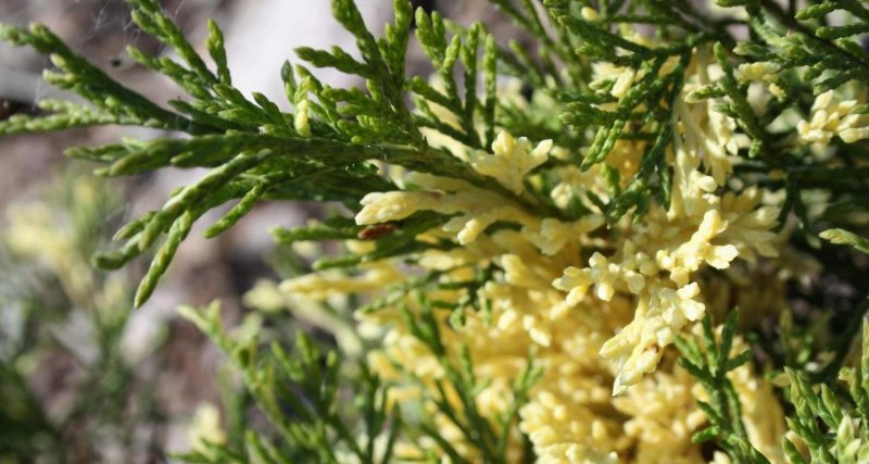 Juniperus chinensis expansa variegata