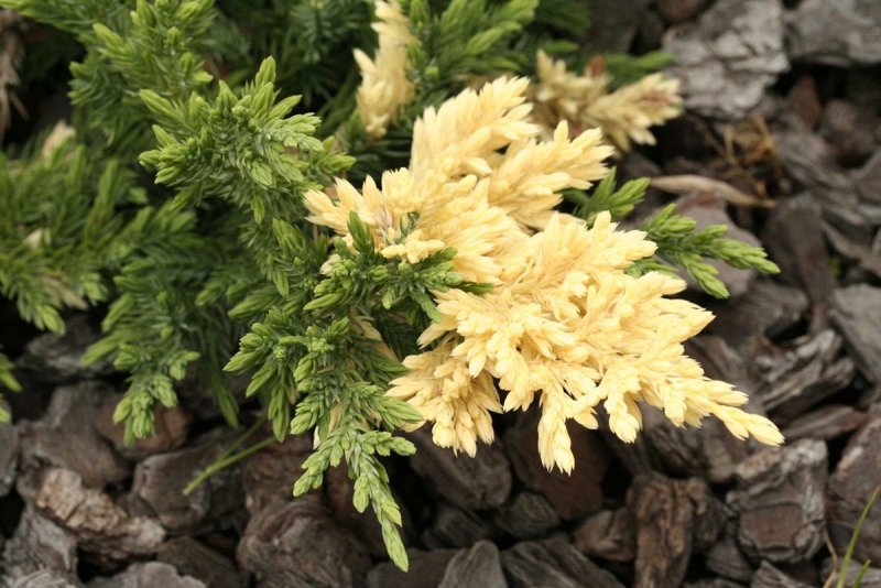 Можжевельник expansa variegata