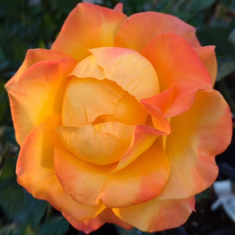 Edelrose speel Wark