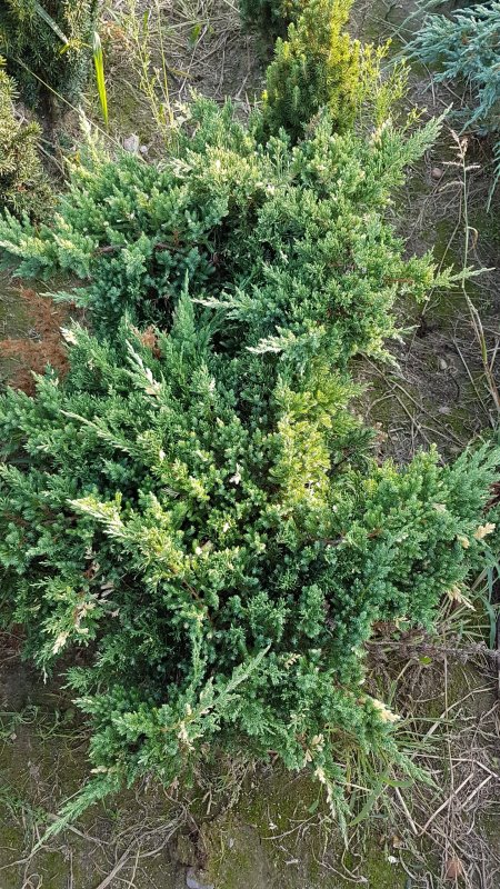 Можжевельник китайский Juniperus chinensis stricta