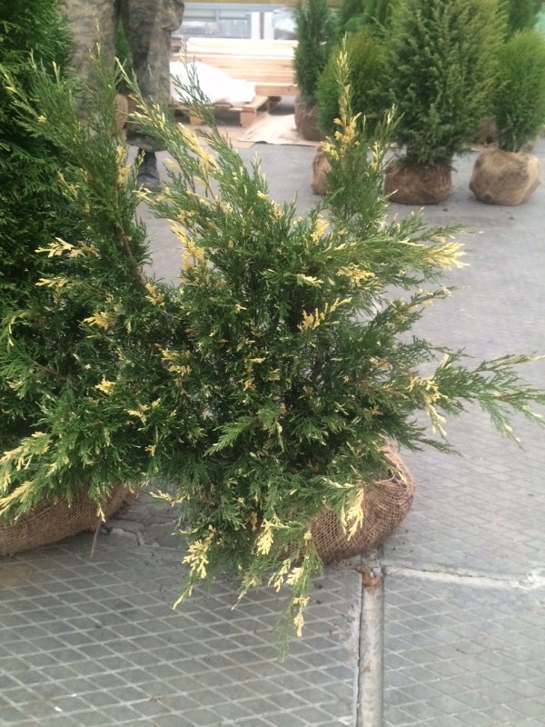 Можжевельник казацкий variegata