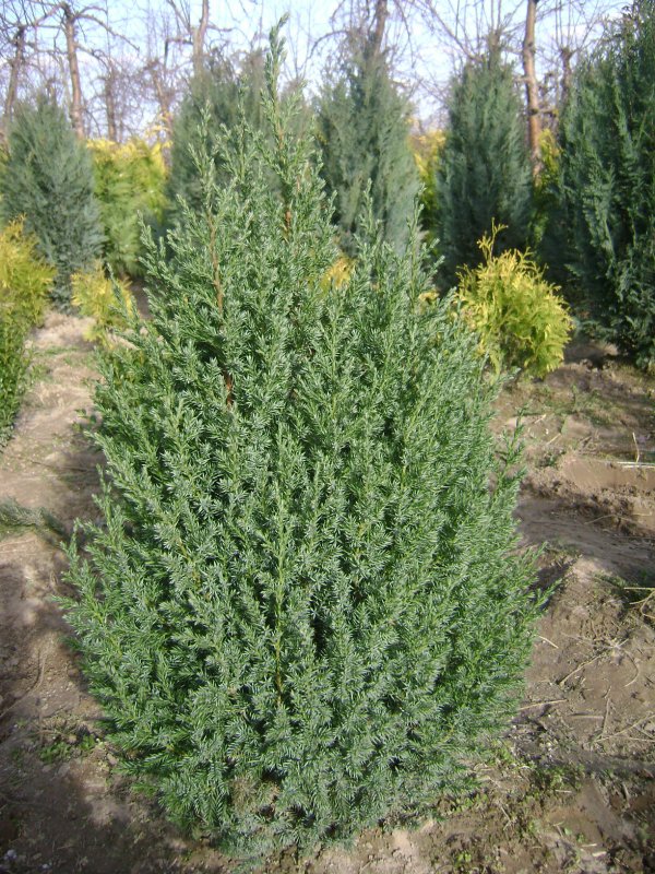 Можжевельник казацкий Вариегата