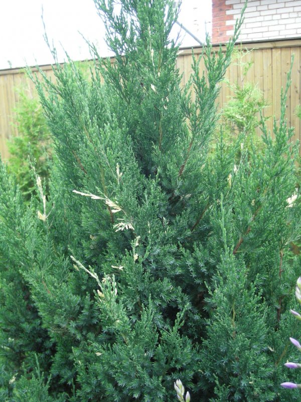 Можжевельник expansa variegata