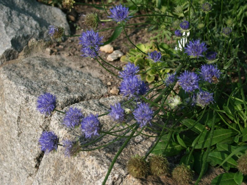 Букашник многолетний (Jasione laevis)