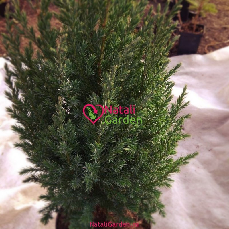 Можжевельник Andorra variegata