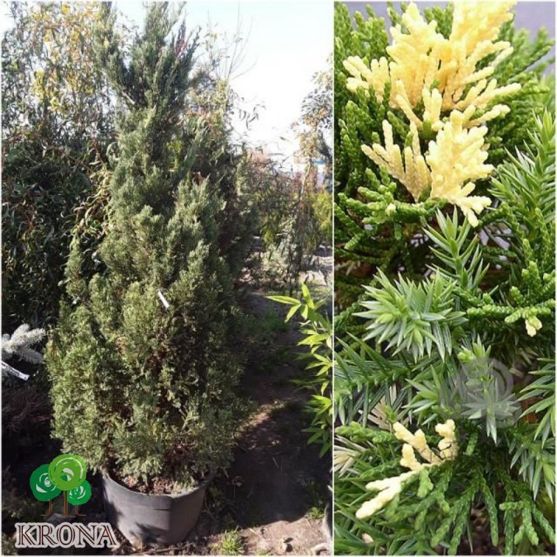Juniperus chinensis stricta variegata