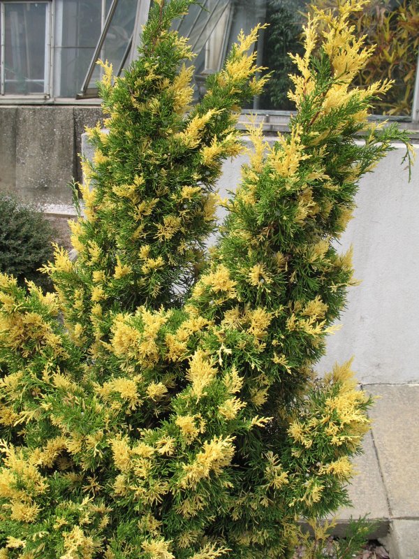 Juniperus chinensis 'Kaizuka variegata'