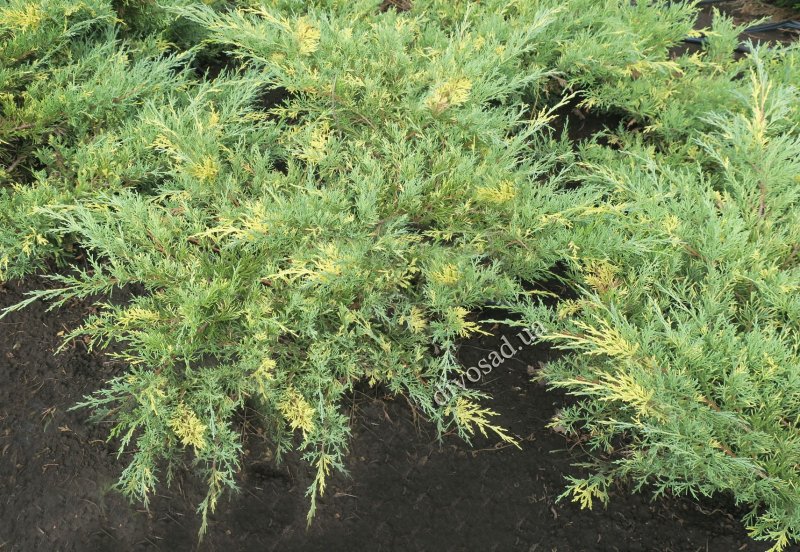 Китайский можжевельник Kaizuka variegata фото с жёлтыми беживыми приростами