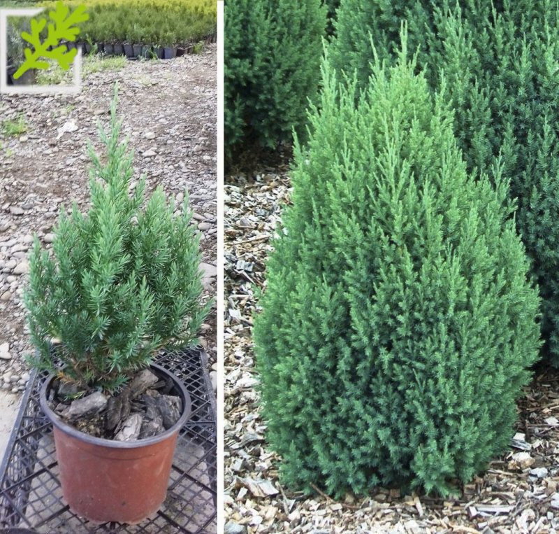 Можжевельник казацкий золотистый 'variegata'