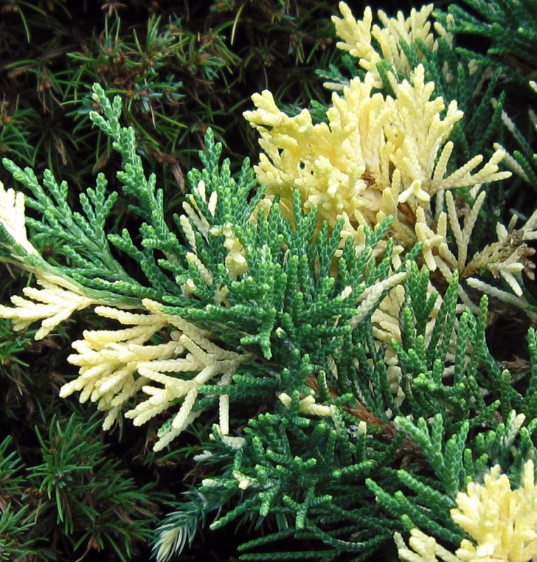 Можжевельник expansa variegata