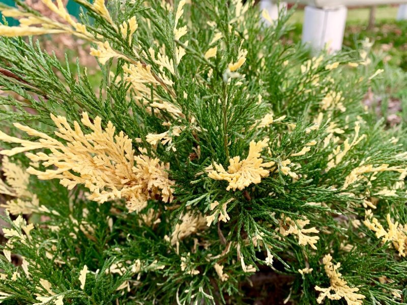 Можжевельник казацкий variegata