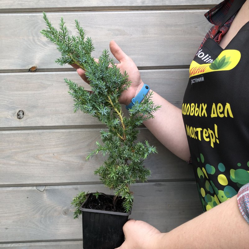Можжевельник китайский Стрикта (Juniperus chinensis stricta)