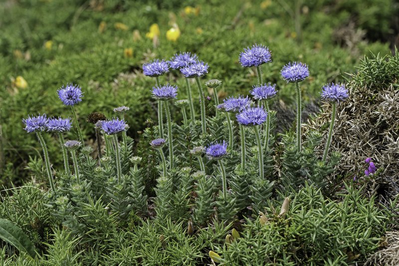 Букашник многолетний (Jasione laevis)