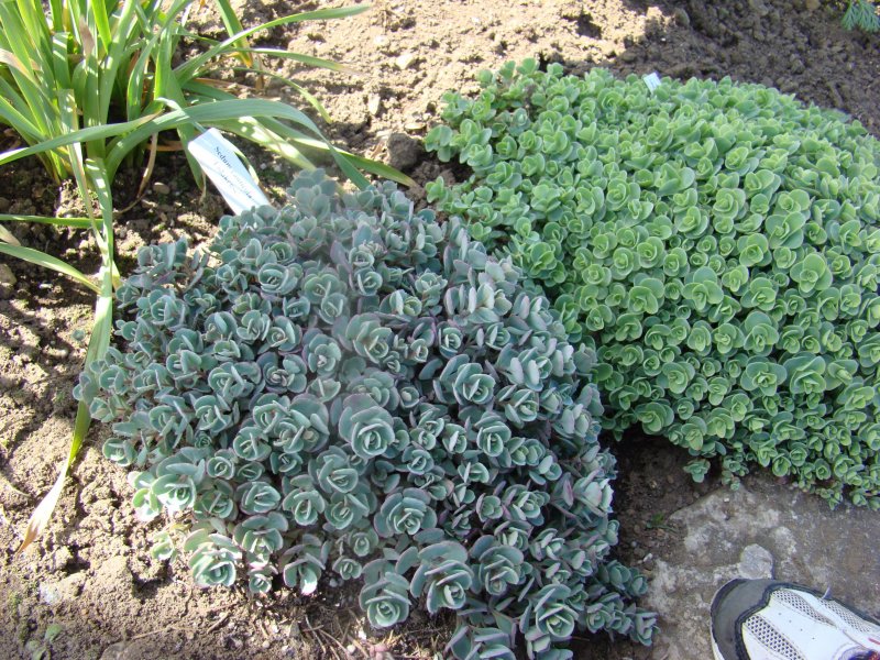 Седум ewersii homophyllum