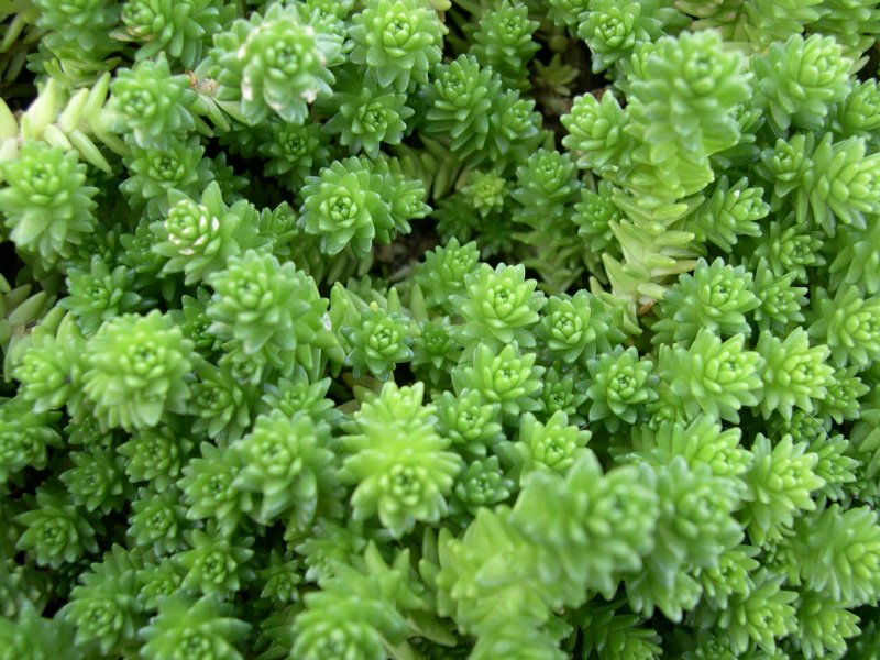 Седум acre elegans